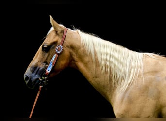 American Quarter Horse, Ruin, 6 Jaar, 147 cm, Palomino