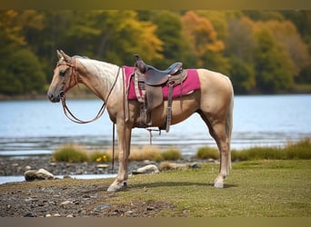 American Quarter Horse, Ruin, 6 Jaar, 147 cm, Palomino