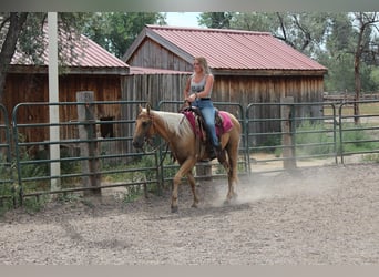 American Quarter Horse, Ruin, 6 Jaar, 147 cm, Palomino