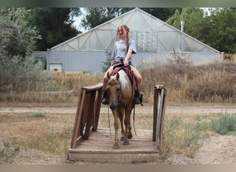 American Quarter Horse, Ruin, 6 Jaar, 147 cm, Palomino