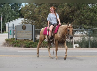 American Quarter Horse, Ruin, 6 Jaar, 147 cm, Palomino