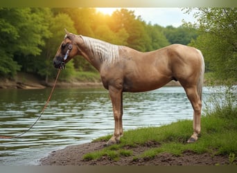 American Quarter Horse, Ruin, 6 Jaar, 147 cm, Palomino