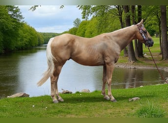 American Quarter Horse, Ruin, 6 Jaar, 147 cm, Palomino