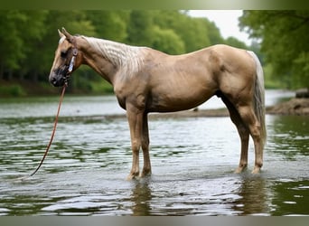 American Quarter Horse, Ruin, 6 Jaar, 147 cm, Palomino