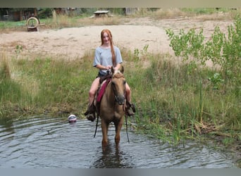 American Quarter Horse, Ruin, 6 Jaar, 147 cm, Palomino
