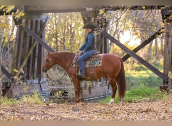 American Quarter Horse, Ruin, 6 Jaar, 147 cm