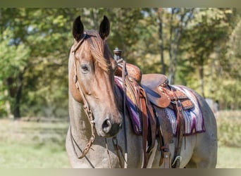 American Quarter Horse, Ruin, 6 Jaar, 147 cm, Roan-Bay