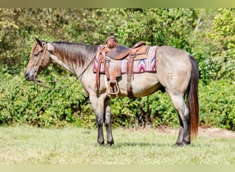 American Quarter Horse, Ruin, 6 Jaar, 147 cm, Roan-Bay