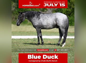 American Quarter Horse, Ruin, 6 Jaar, 147 cm, Roan-Blue