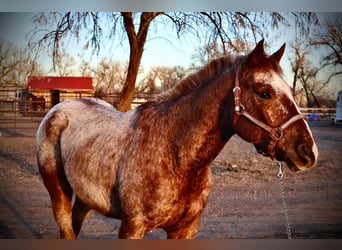 American Quarter Horse, Ruin, 6 Jaar, 147 cm, Roan-Red