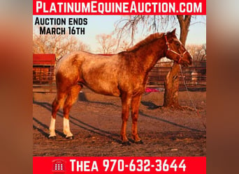 American Quarter Horse, Ruin, 6 Jaar, 147 cm, Roan-Red