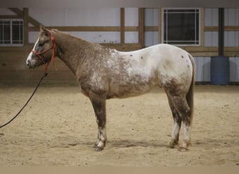 American Quarter Horse, Ruin, 6 Jaar, 147 cm, Roan-Red