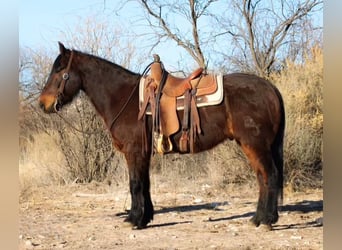 American Quarter Horse, Ruin, 6 Jaar, 147 cm, Roan-Red