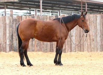 American Quarter Horse, Ruin, 6 Jaar, 147 cm, Roodbruin