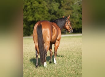 American Quarter Horse Mix, Ruin, 6 Jaar, 147 cm, Roodbruin