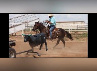 American Quarter Horse, Ruin, 6 Jaar, 147 cm, Roodbruin