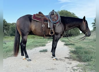 American Quarter Horse, Ruin, 6 Jaar, 147 cm, Roodbruin