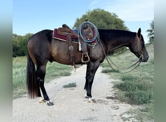 American Quarter Horse, Ruin, 6 Jaar, 147 cm, Roodbruin