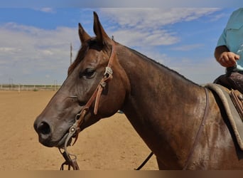 American Quarter Horse, Ruin, 6 Jaar, 147 cm, Roodbruin