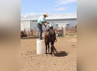 American Quarter Horse, Ruin, 6 Jaar, 147 cm, Roodbruin