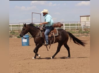 American Quarter Horse, Ruin, 6 Jaar, 147 cm, Roodbruin