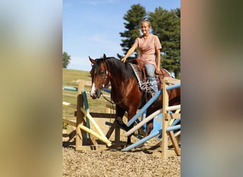 American Quarter Horse, Ruin, 6 Jaar, 147 cm, Roodbruin