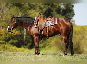 American Quarter Horse, Ruin, 6 Jaar, 147 cm, Roodbruin