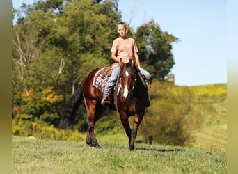 American Quarter Horse, Ruin, 6 Jaar, 147 cm, Roodbruin