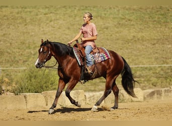American Quarter Horse, Ruin, 6 Jaar, 147 cm, Roodbruin