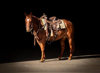 American Quarter Horse, Ruin, 6 Jaar, 147 cm, Roodvos