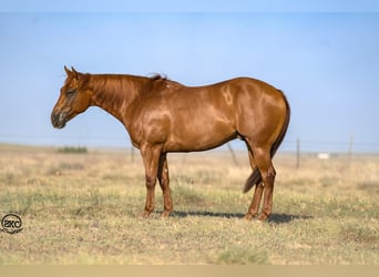 American Quarter Horse, Ruin, 6 Jaar, 147 cm, Roodvos