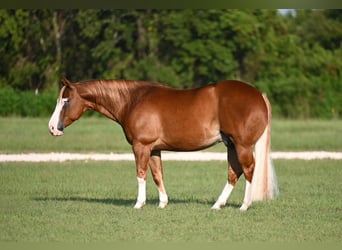 American Quarter Horse Mix, Ruin, 6 Jaar, 147 cm, Roodvos