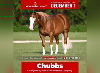 American Quarter Horse Mix, Ruin, 6 Jaar, 147 cm, Roodvos