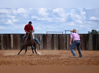 American Quarter Horse, Wallach, 6 Jahre, 147 cm, Schimmel