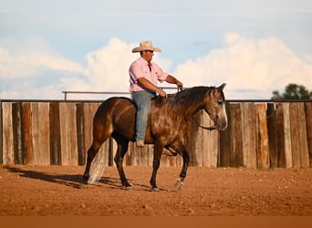 American Quarter Horse, Wallach, 6 Jahre, 147 cm, Schimmel