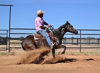 American Quarter Horse, Ruin, 6 Jaar, 147 cm, Schimmel