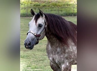 American Quarter Horse, Ruin, 6 Jaar, 147 cm, Schimmel