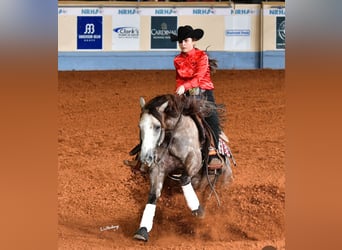 American Quarter Horse, Ruin, 6 Jaar, 147 cm, Schimmel