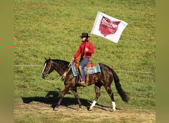 American Quarter Horse, Ruin, 6 Jaar, 147 cm, Zwart