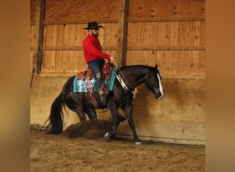 American Quarter Horse, Ruin, 6 Jaar, 147 cm, Zwart