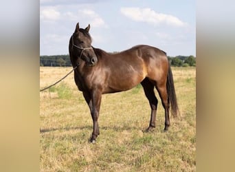 American Quarter Horse, Ruin, 6 Jaar, 147 cm, Zwart