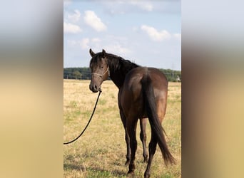 American Quarter Horse, Ruin, 6 Jaar, 147 cm, Zwart