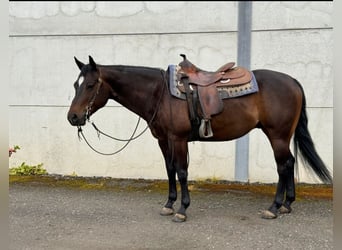 American Quarter Horse, Ruin, 6 Jaar, 148 cm, Donkerbruin