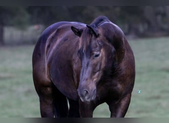 American Quarter Horse, Ruin, 6 Jaar, 150 cm, Bruin