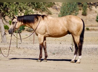 American Quarter Horse, Ruin, 6 Jaar, 150 cm, Buckskin