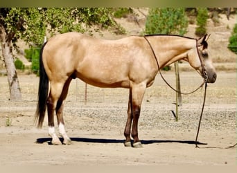 American Quarter Horse, Ruin, 6 Jaar, 150 cm, Buckskin