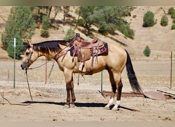 American Quarter Horse, Ruin, 6 Jaar, 150 cm, Buckskin