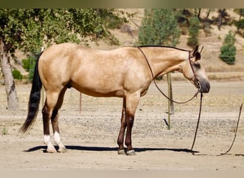 American Quarter Horse, Ruin, 6 Jaar, 150 cm, Buckskin