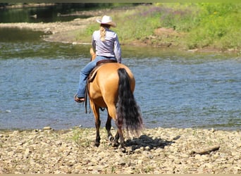 American Quarter Horse, Ruin, 6 Jaar, 150 cm, Buckskin