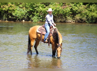 American Quarter Horse, Ruin, 6 Jaar, 150 cm, Buckskin